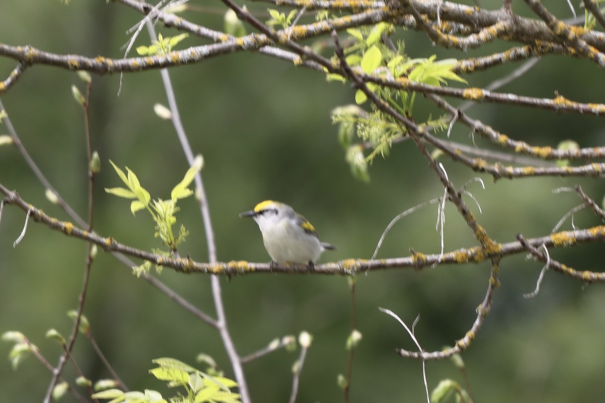 Brewster's Warbler (hybrid) - Rosemary Clapham