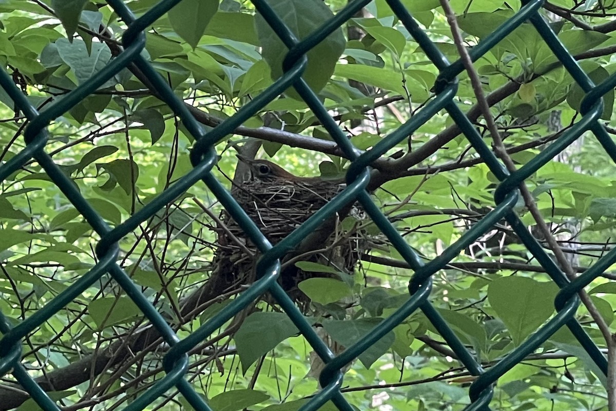 Wood Thrush - ML619396770