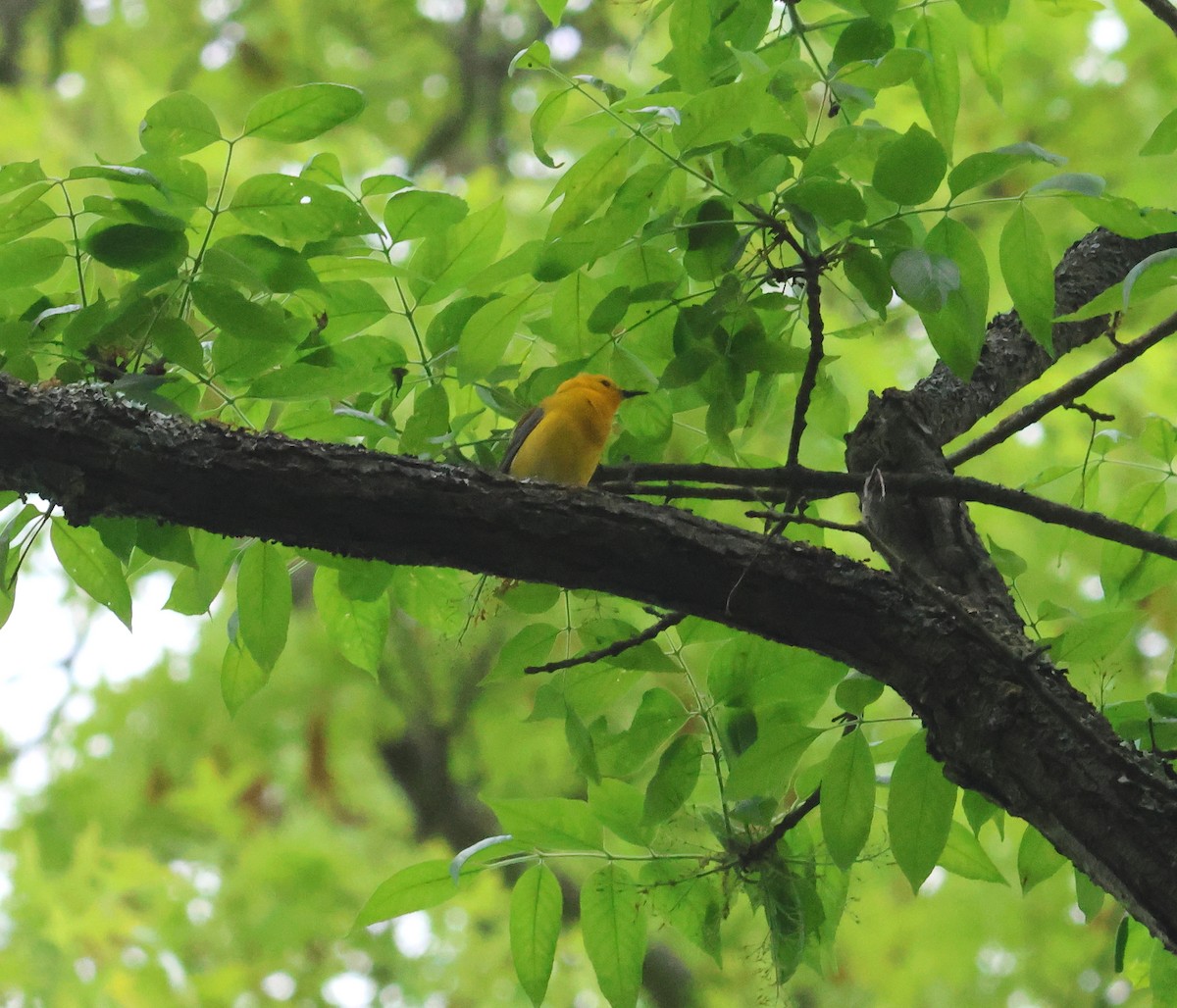 Prothonotary Warbler - James P. Smith