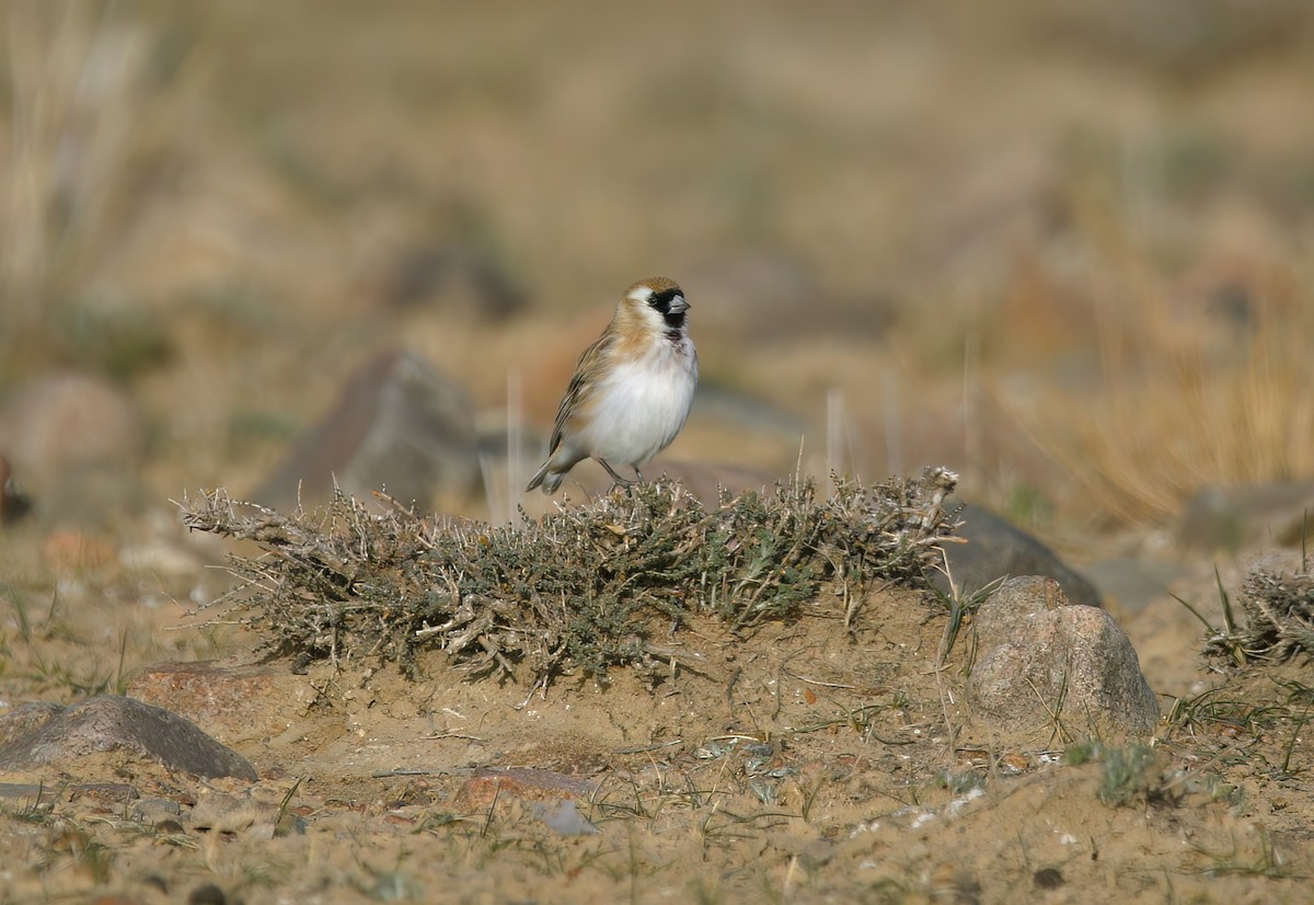 Pere David's Snowfinch - Paul Varney