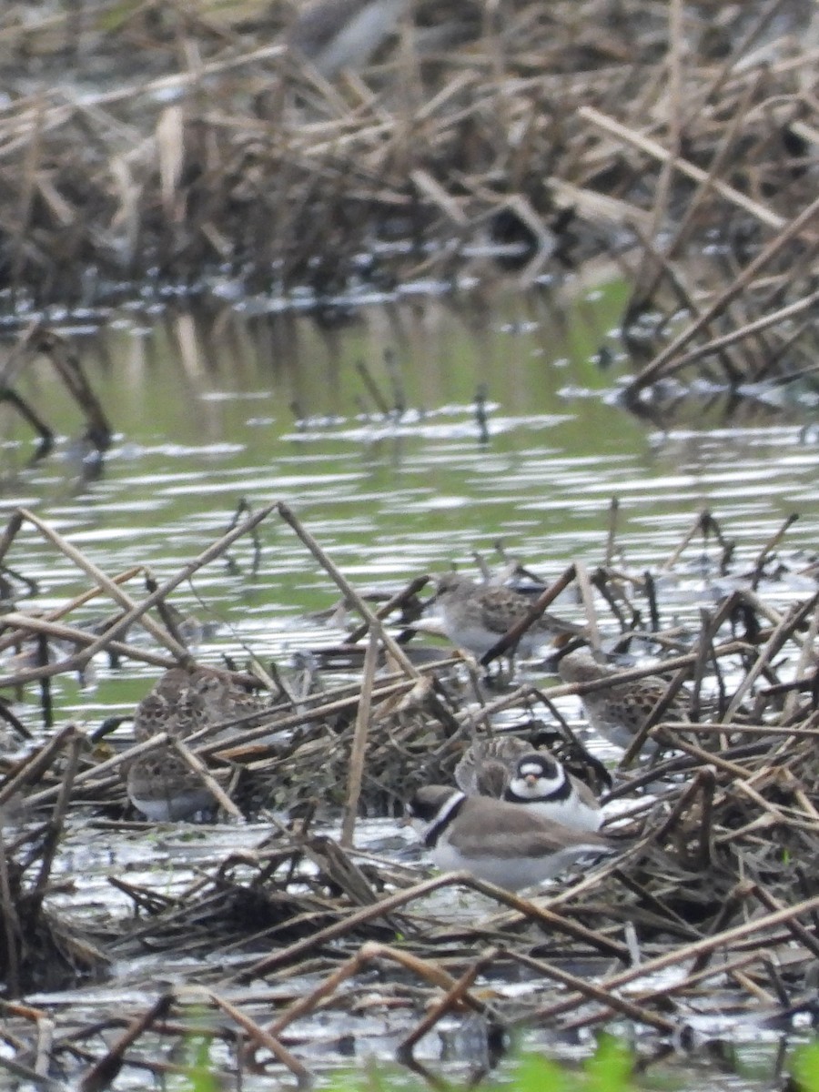 Least Sandpiper - Tracy Mosebey