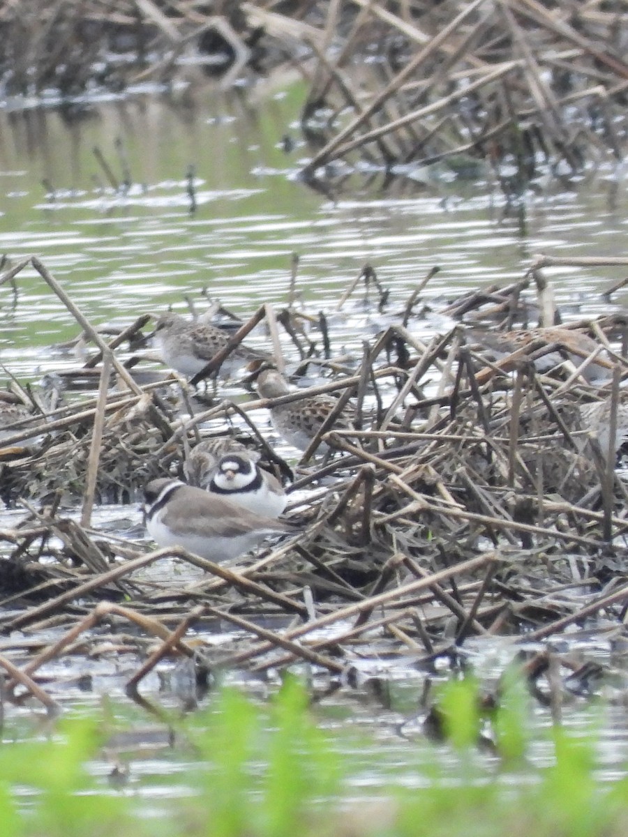 Least Sandpiper - Tracy Mosebey