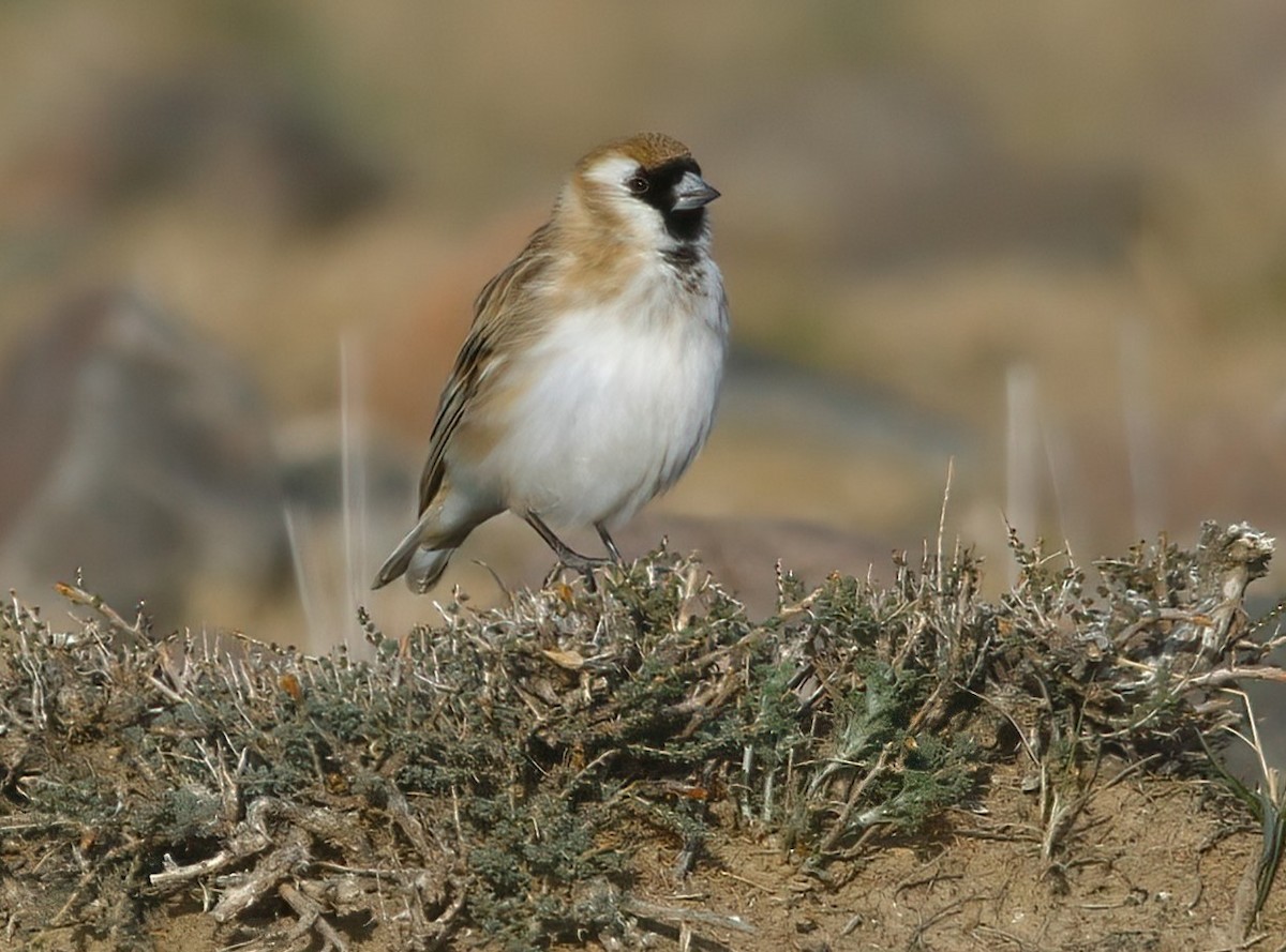 Pere David's Snowfinch - Paul Varney