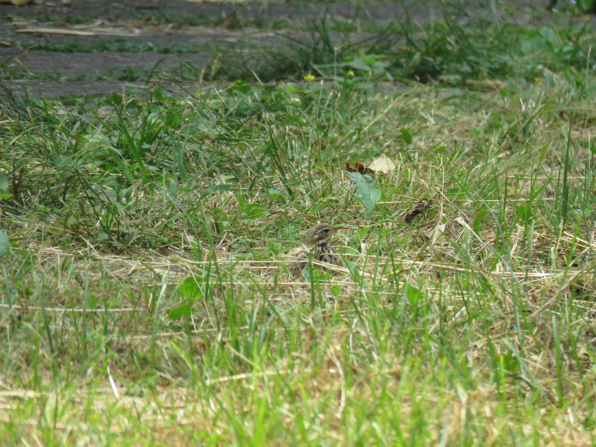 Olive-backed Pipit - ML619396813