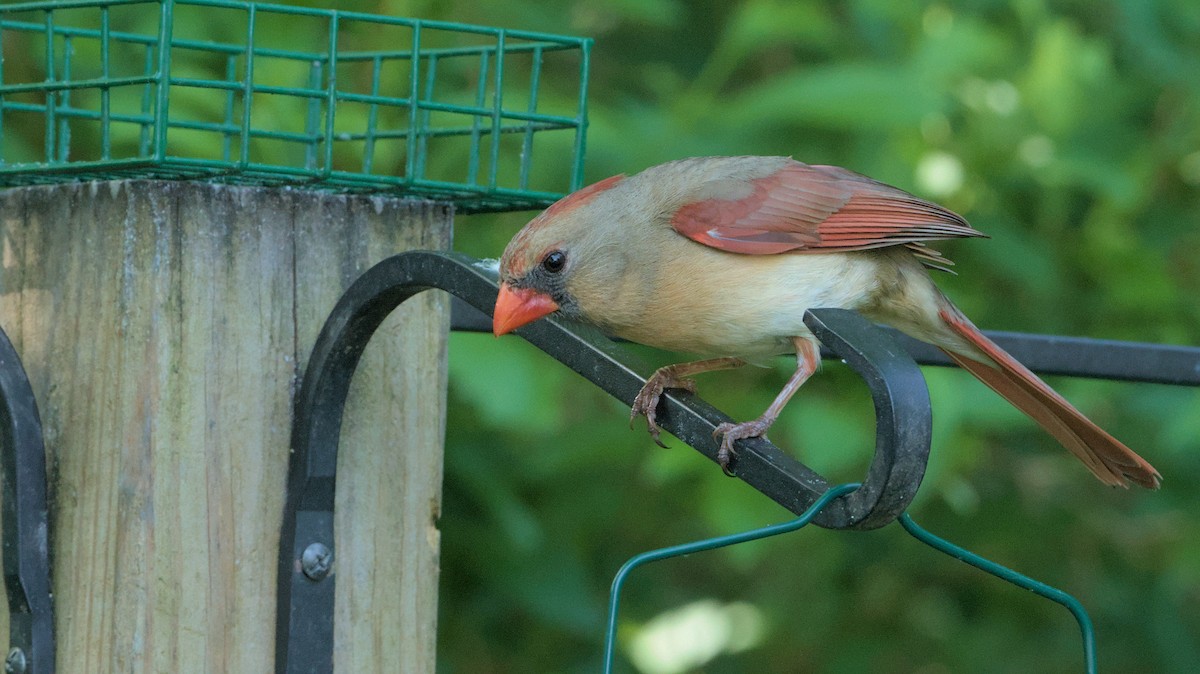 Northern Cardinal - Robert Howard