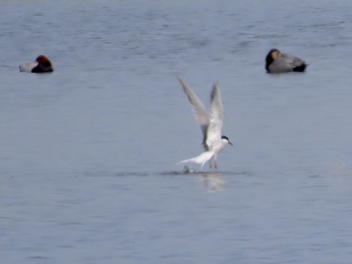 Common Tern - christopher stuart elmer