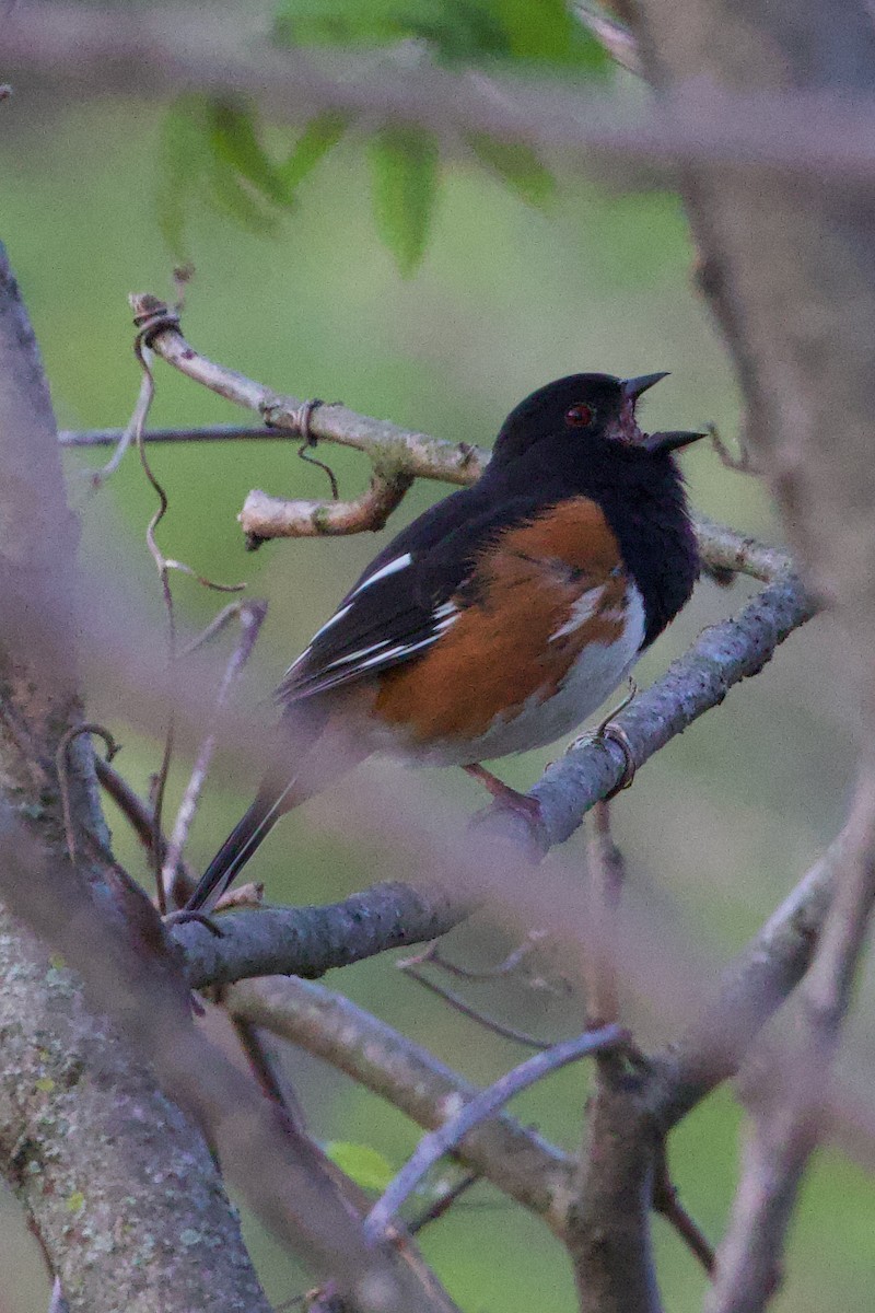 Eastern Towhee - Mathias & Sharon Mutzl