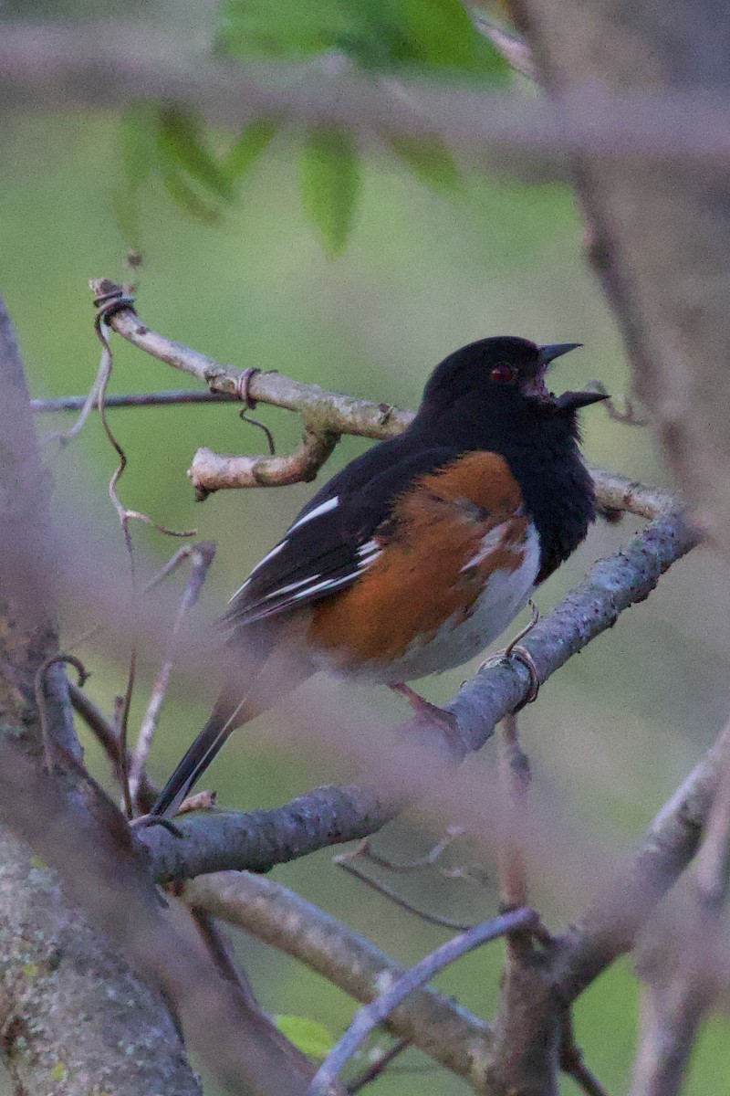 Eastern Towhee - Mathias & Sharon Mutzl