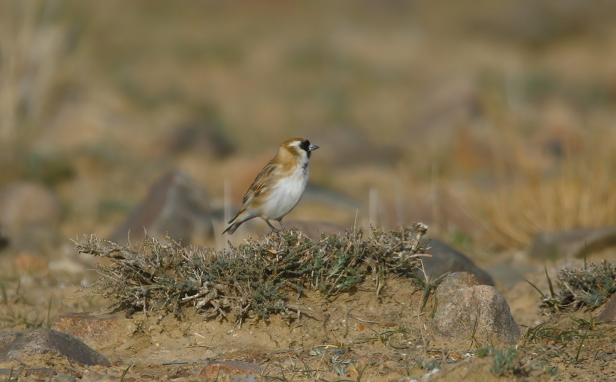 Pere David's Snowfinch - Paul Varney