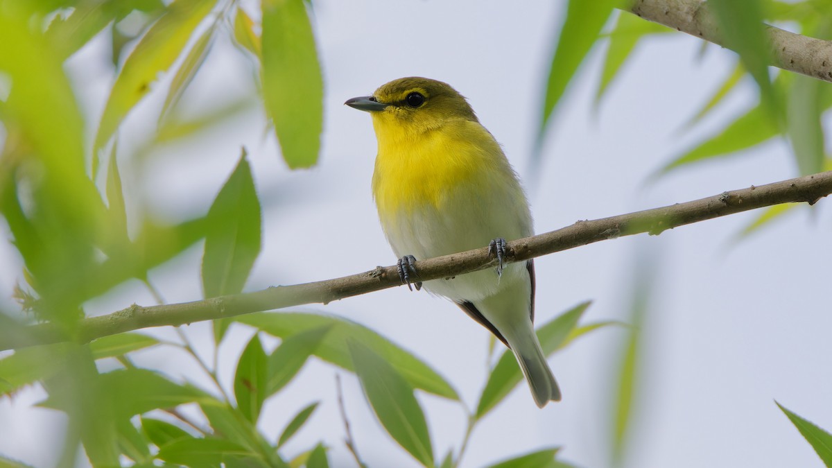 Yellow-throated Vireo - Bob Scheidt