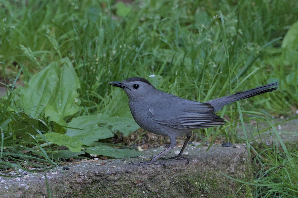 Gray Catbird - Robert Howard