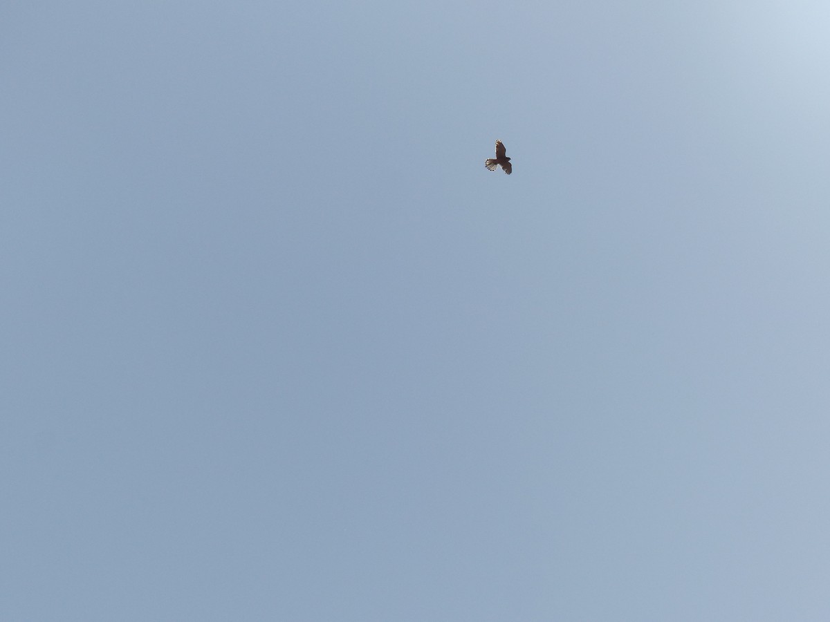 Lesser Kestrel - Jorge López Álvarez