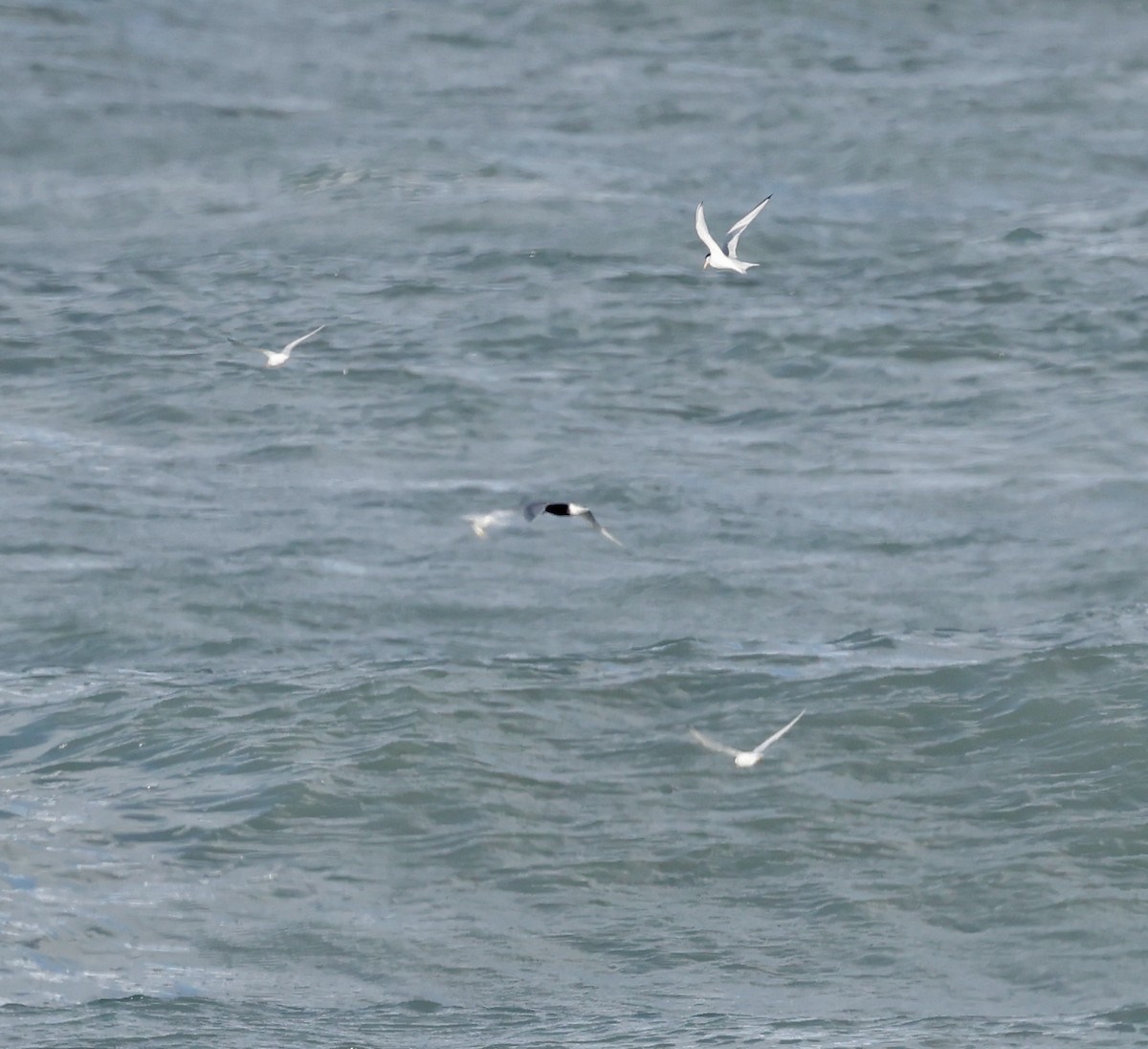 Black Tern - Robert Wallace