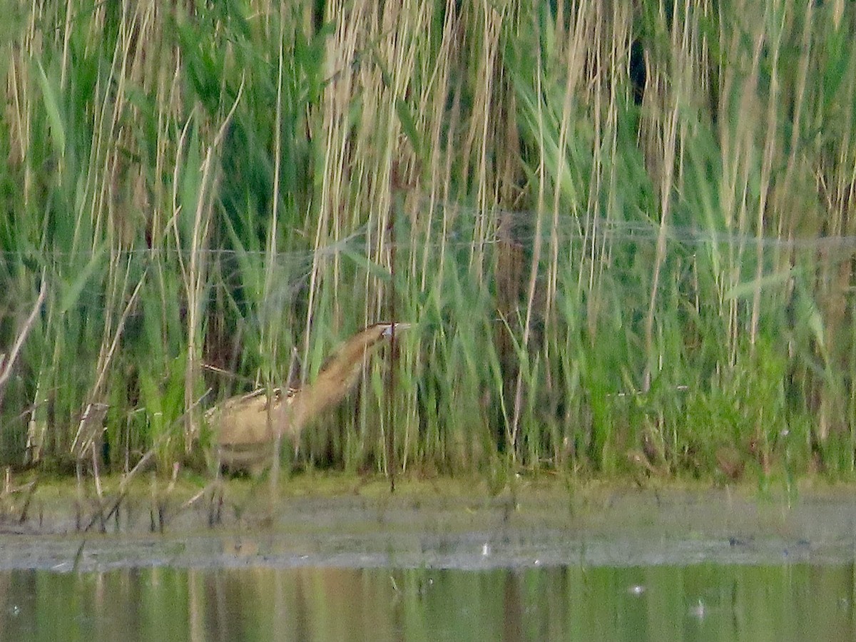 Great Bittern - christopher stuart elmer