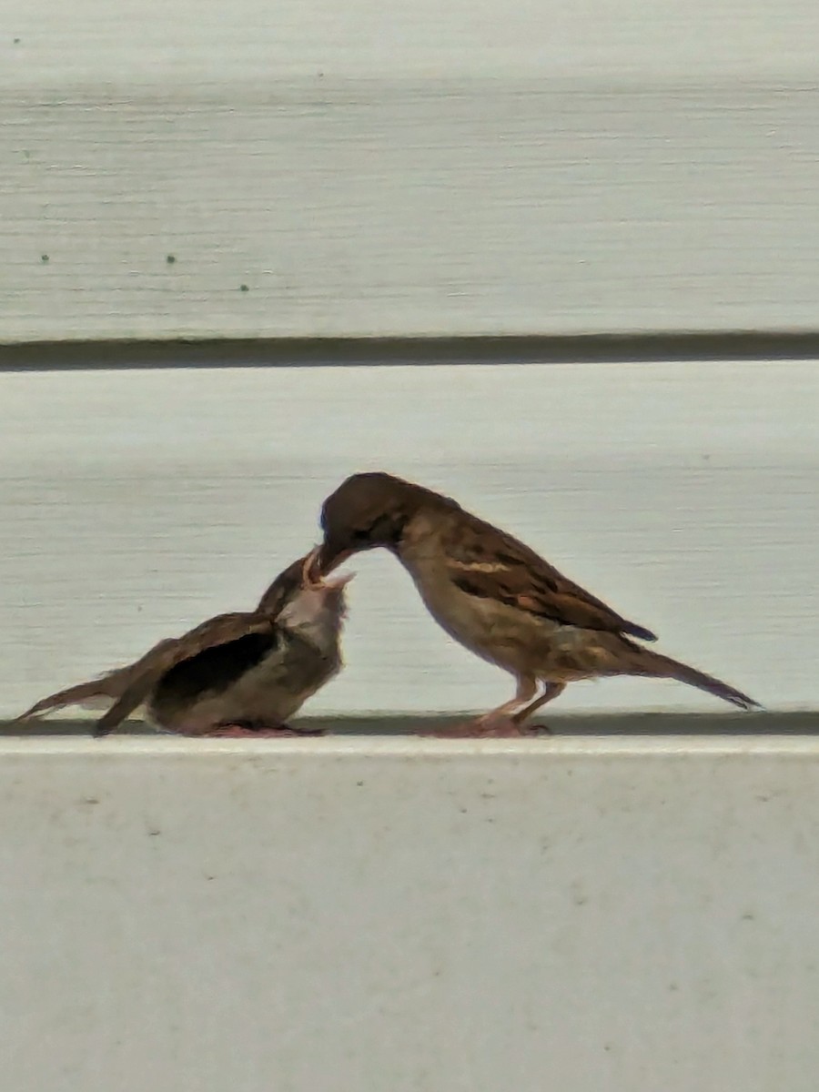 House Sparrow - Frank BirdmanNY
