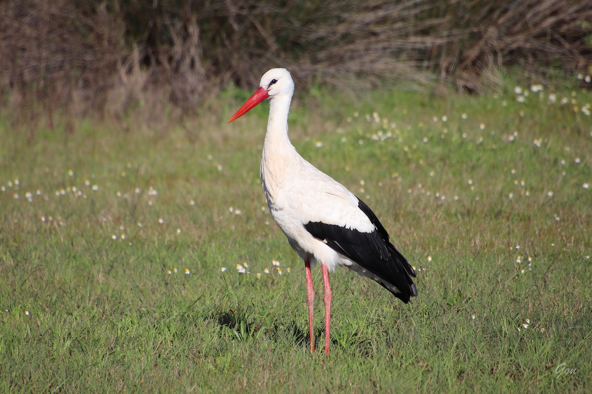 White Stork - Gonzalo Peña Sánchez