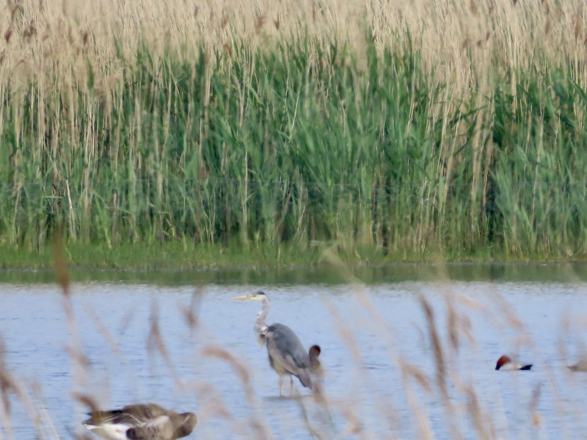 Gray Heron - christopher stuart elmer