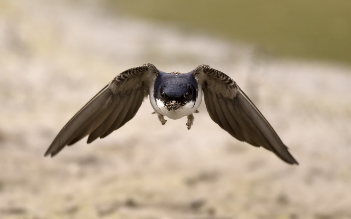 Western House-Martin - Bob  Wood