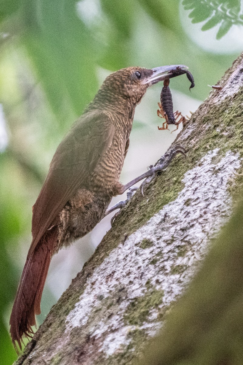 Northern Barred-Woodcreeper - Gregory Unger