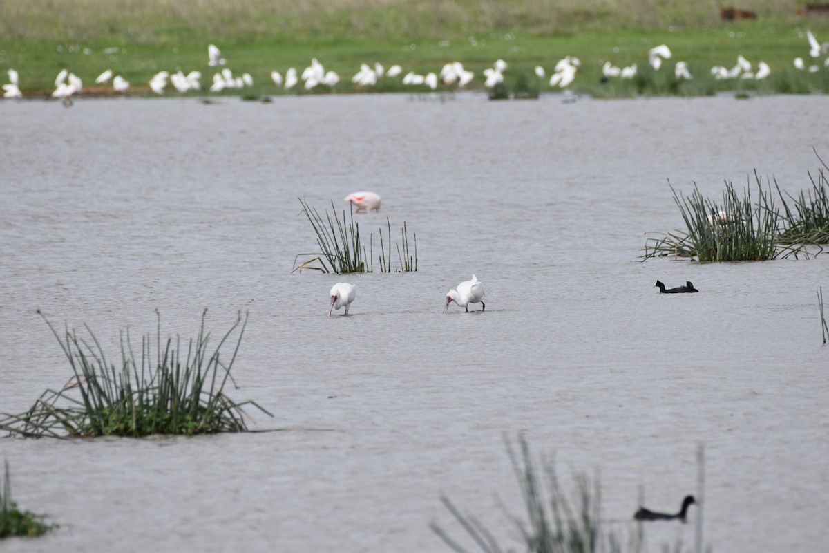 African Spoonbill - ML619396882