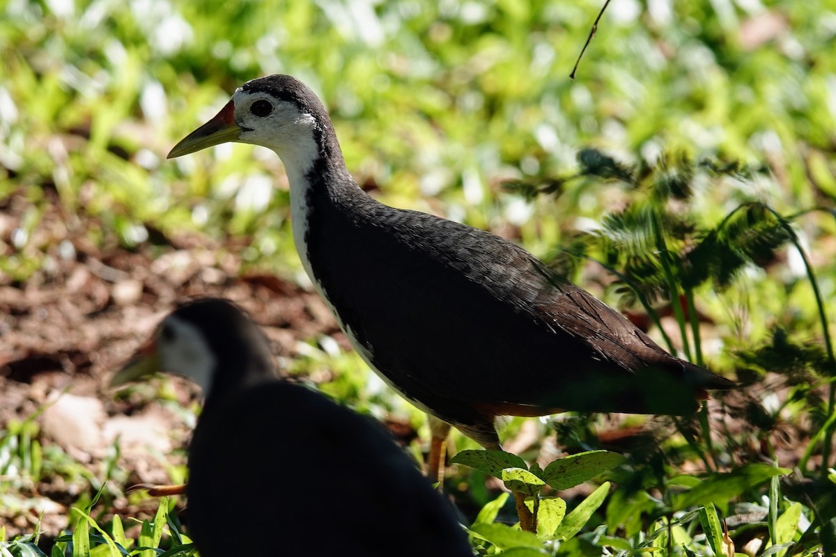 White-breasted Waterhen - ML619396887