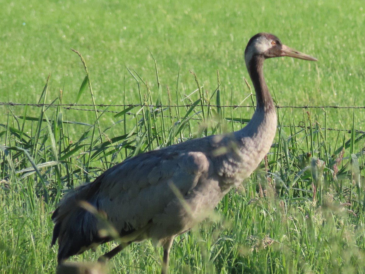 Common Crane - Jan de Groot