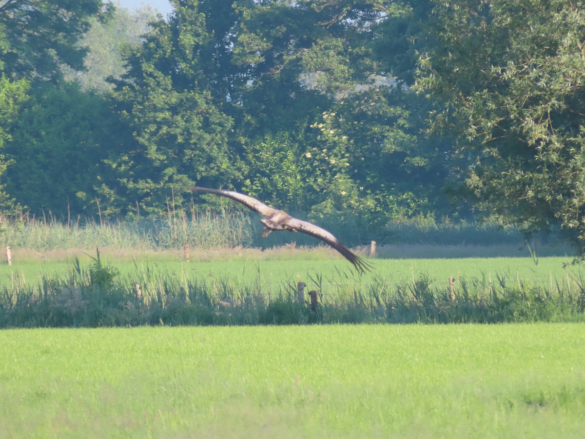 Common Crane - ML619396896