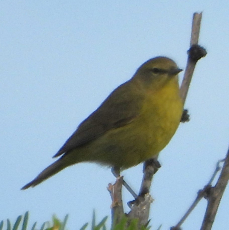 Orange-crowned Warbler - ML619396898