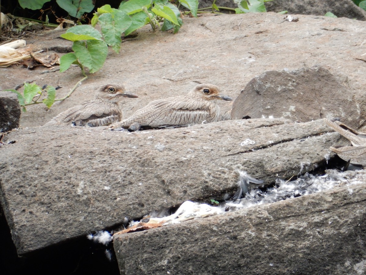 Water Thick-knee - Katie Dustman