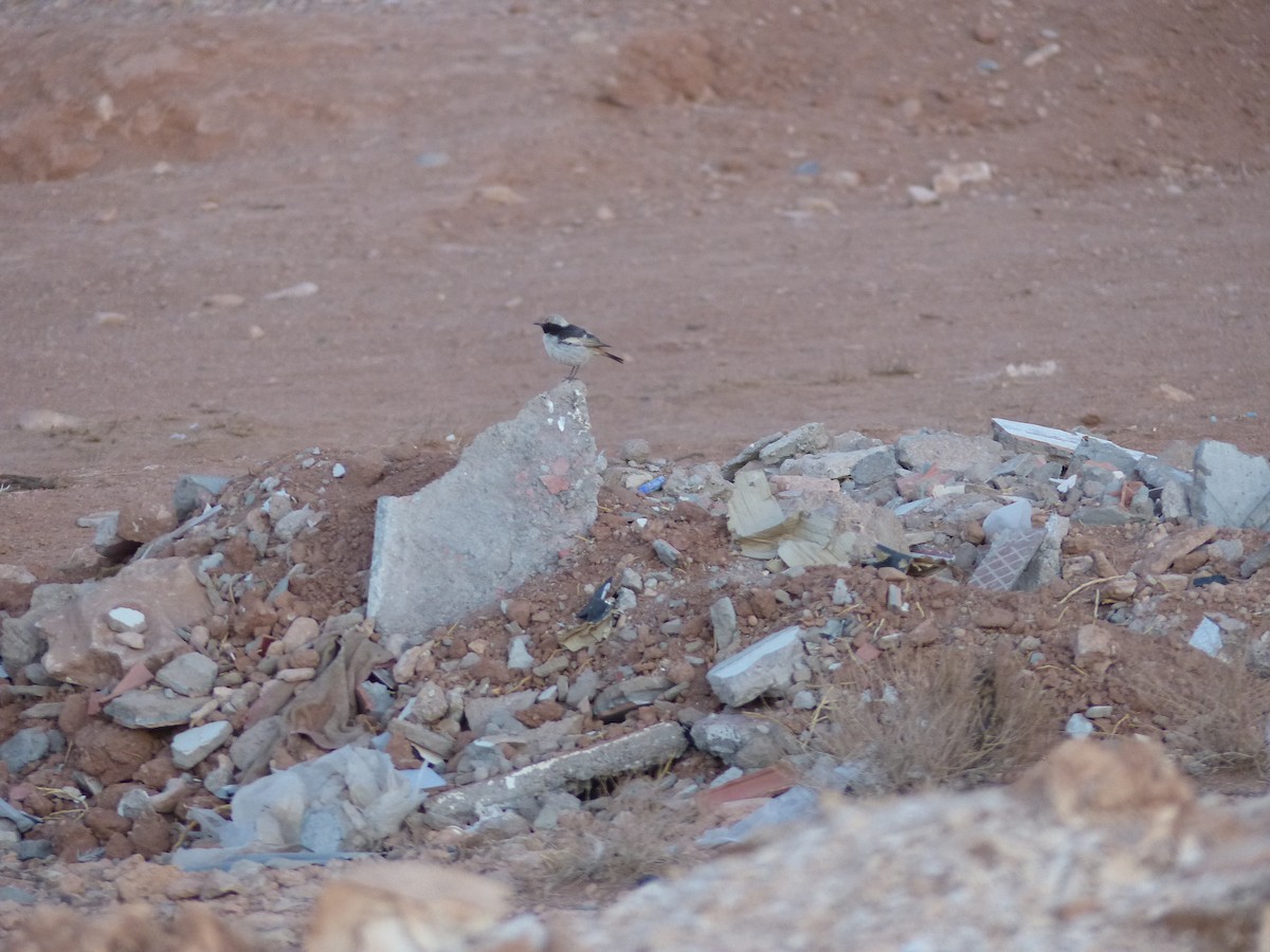 Red-rumped Wheatear - ML619396905