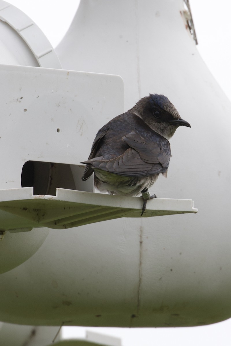 Purple Martin - Mathias & Sharon Mutzl