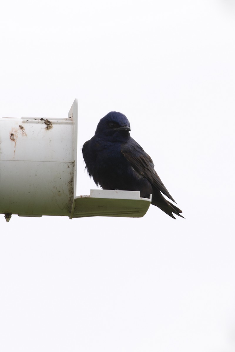 Purple Martin - Mathias & Sharon Mutzl