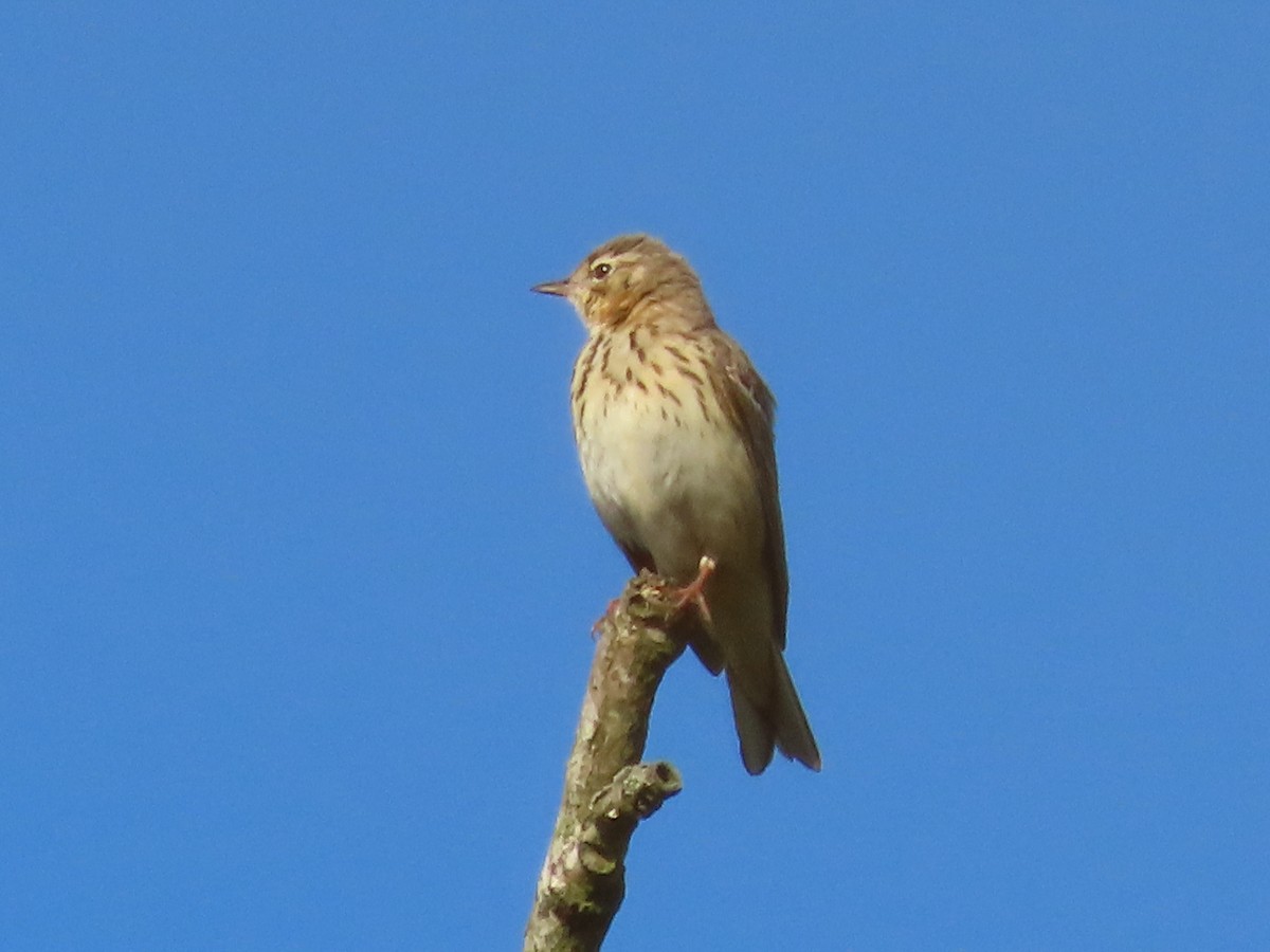 Tree Pipit - ML619396920