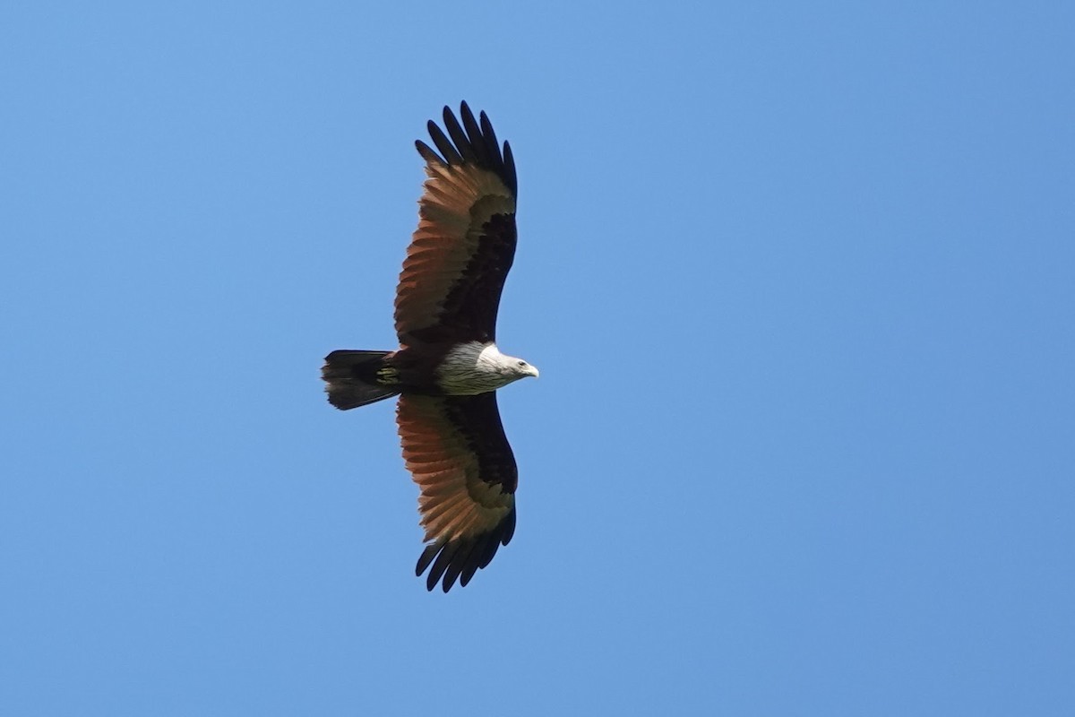 Brahminy Kite - Brecht Caers