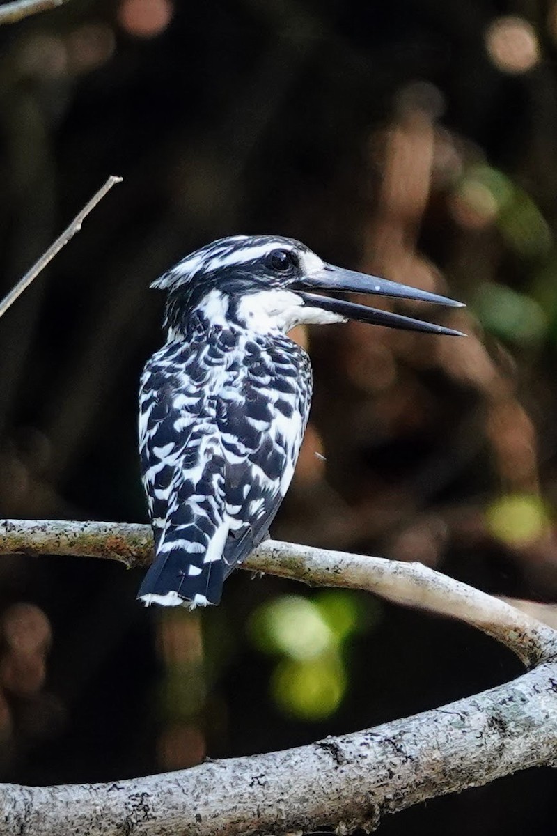 Pied Kingfisher - Brecht Caers