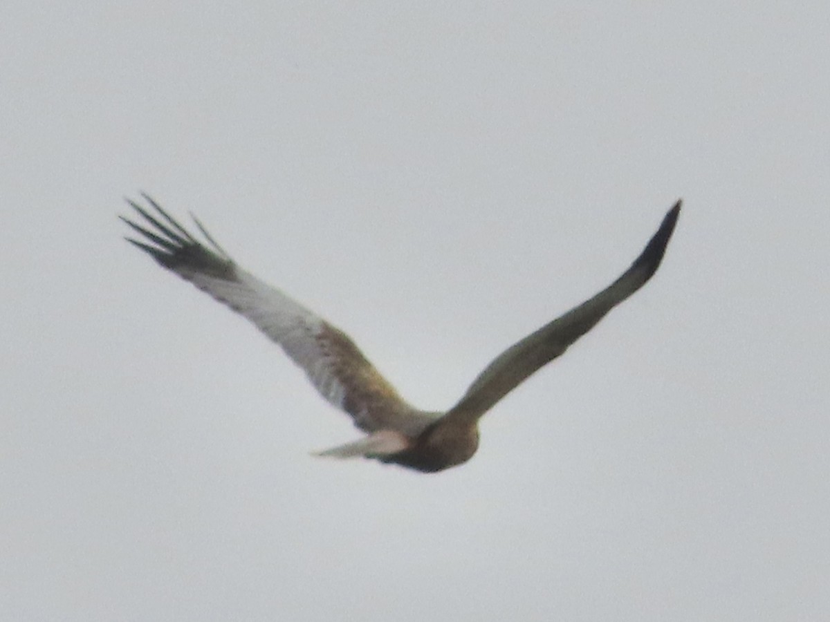 Western Marsh Harrier - christopher stuart elmer