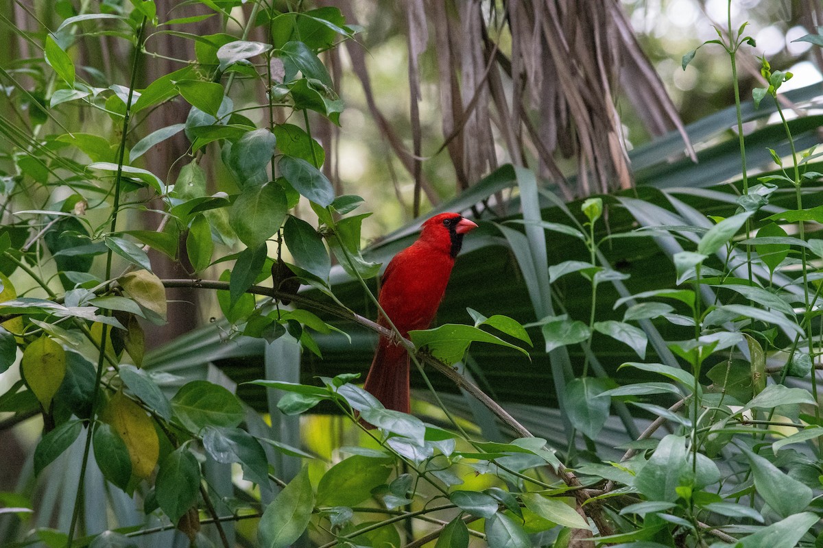 Cardinal rouge - ML619396950