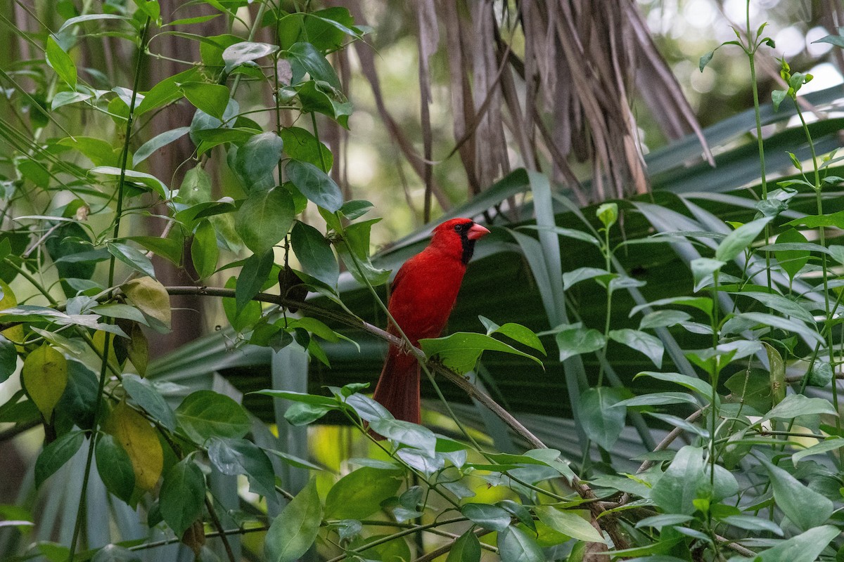 Northern Cardinal - ML619396950