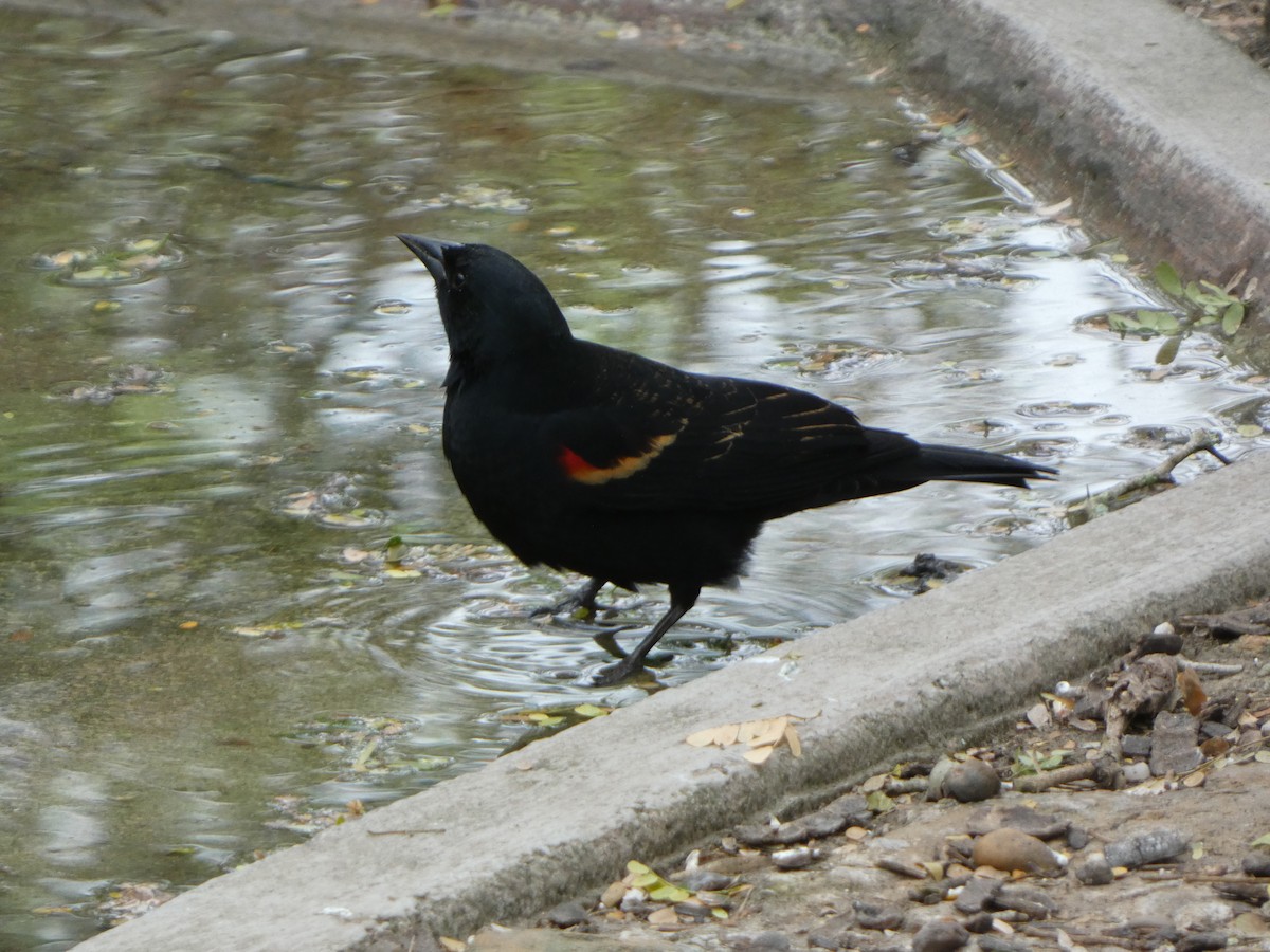 Red-winged Blackbird - Justin Reed