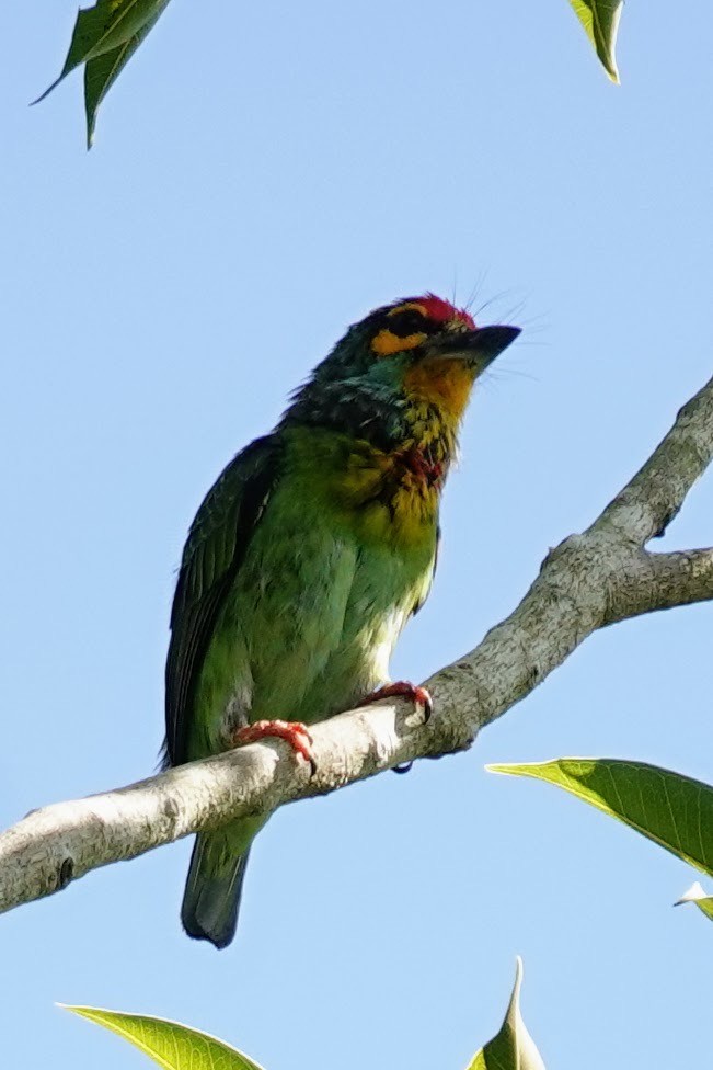 Crimson-fronted Barbet - ML619396962