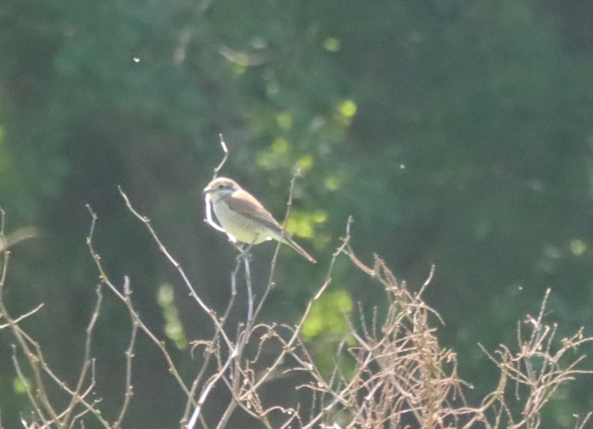 Red-backed Shrike - Jan Badura