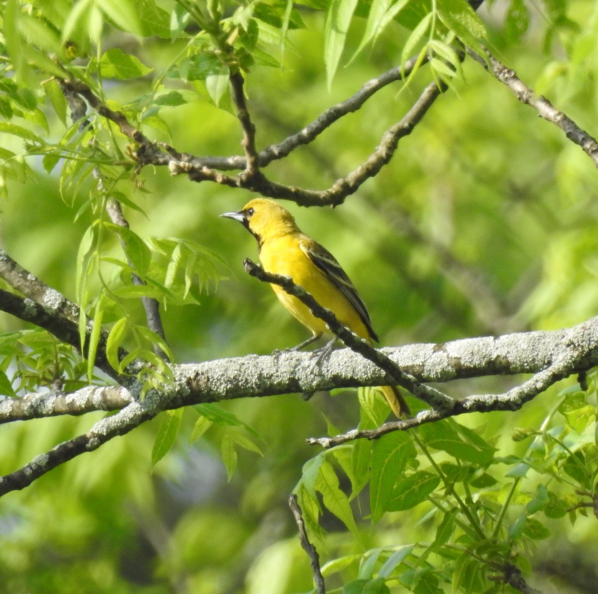 Orchard Oriole - ML619396978