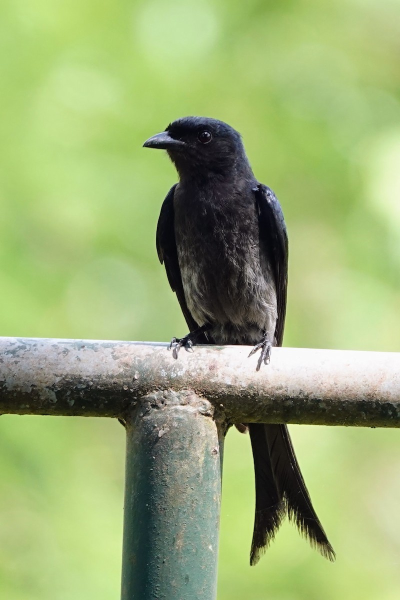 White-bellied Drongo - Brecht Caers
