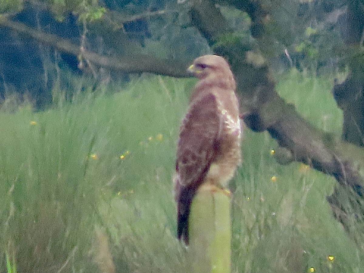 Common Buzzard - christopher stuart elmer