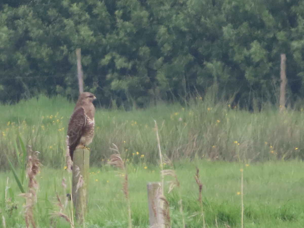 Common Buzzard - christopher stuart elmer