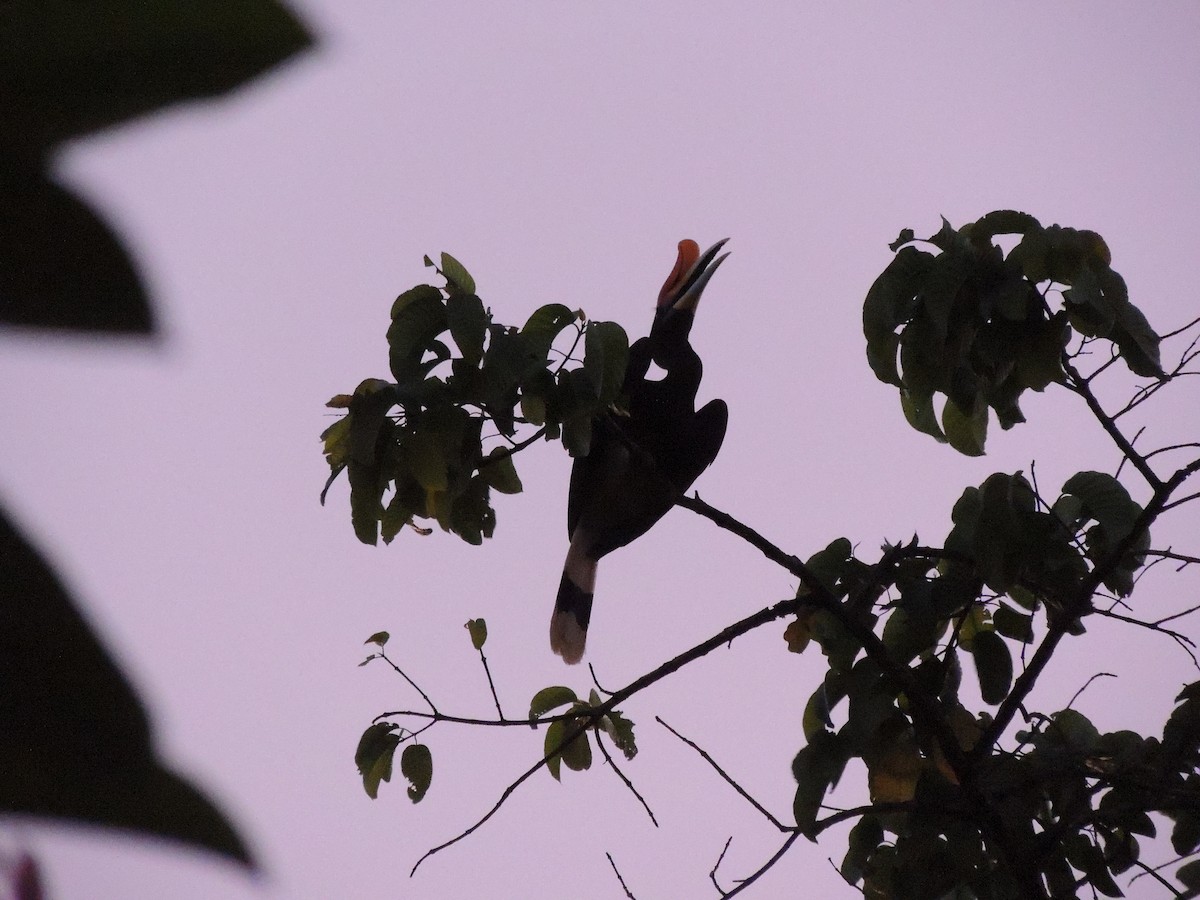 Rhinoceros Hornbill - ML619397011