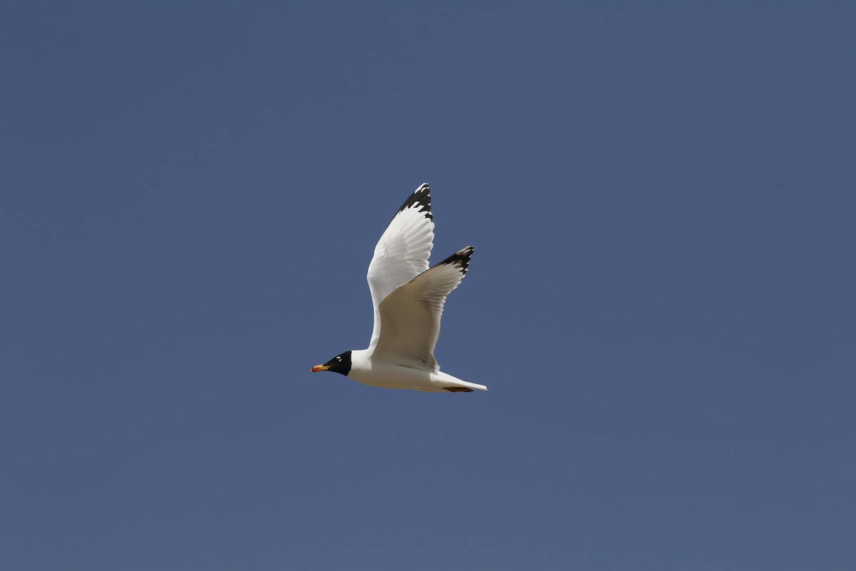 Pallas's Gull - ML619397027