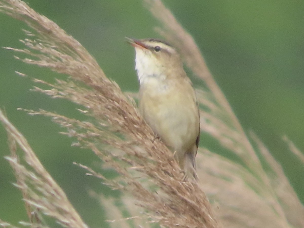 Sedge Warbler - christopher stuart elmer