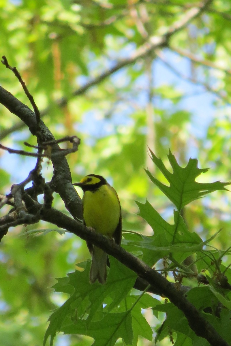 Hooded Warbler - Kathryn Dia