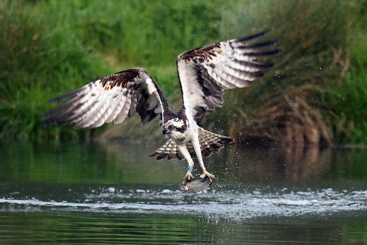 Águila Pescadora (haliaetus) - ML619397059